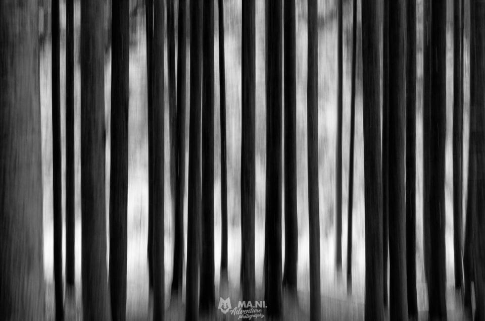 Perdersi nel bosco