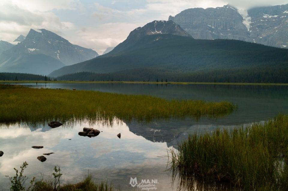 Dalla tana e ritorno, un anno nella vita di un orso grizzly