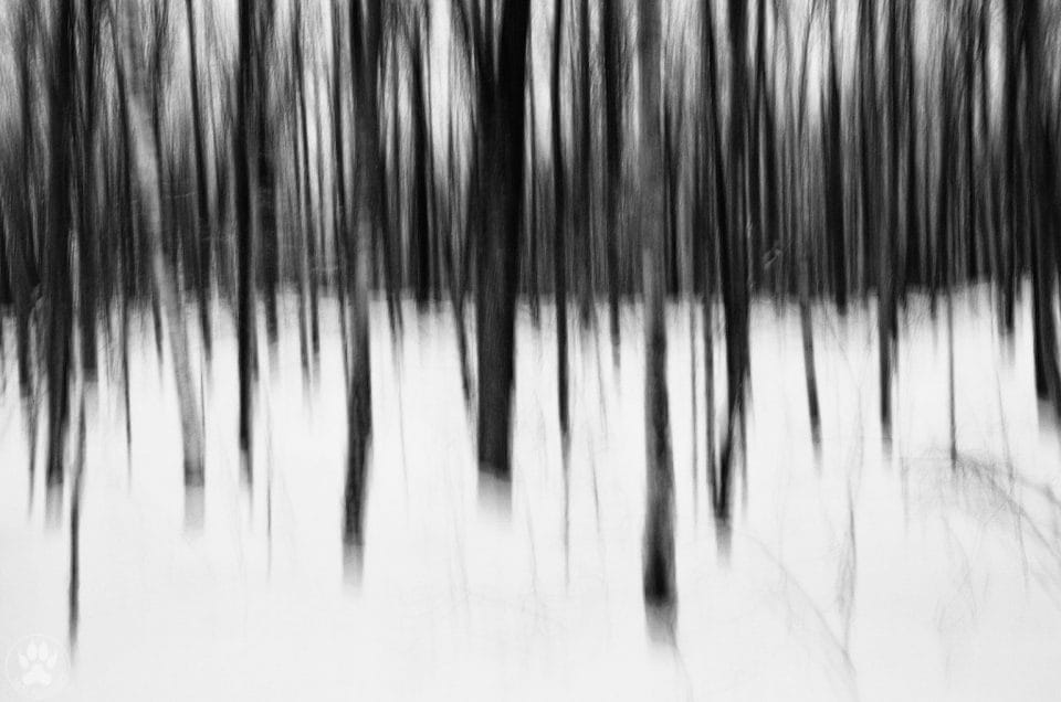 Tecnica del panning in foresta