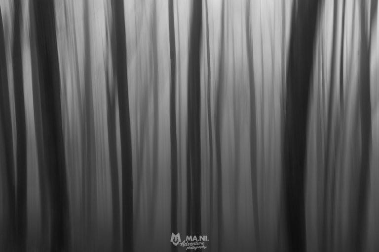 Painting the Forest, Filippo Macchi