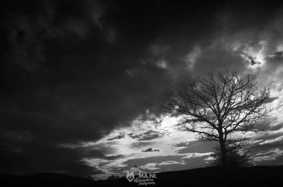 L'armonia di un albero solitario che sfida gli elementi