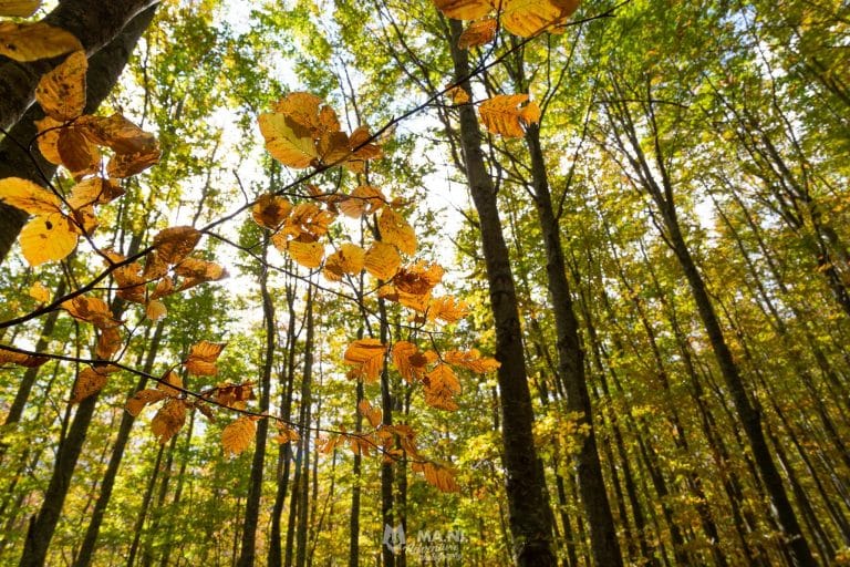 I colori caldi del bosco in autunno