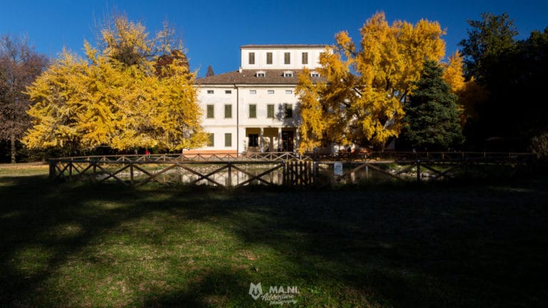 I ginkgo biloba di villa Gandini a Formigine