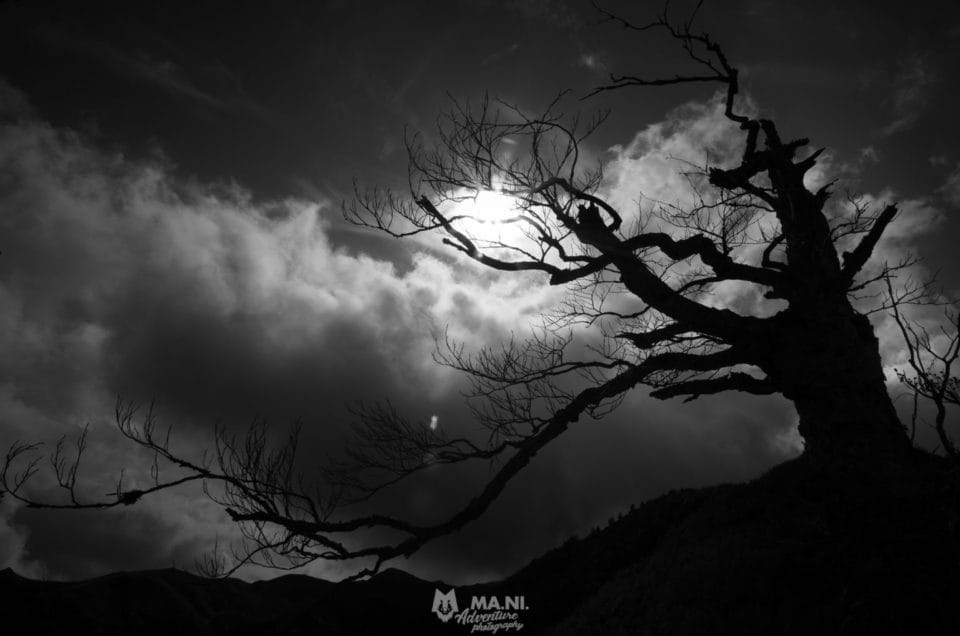 Il bosco della Barba