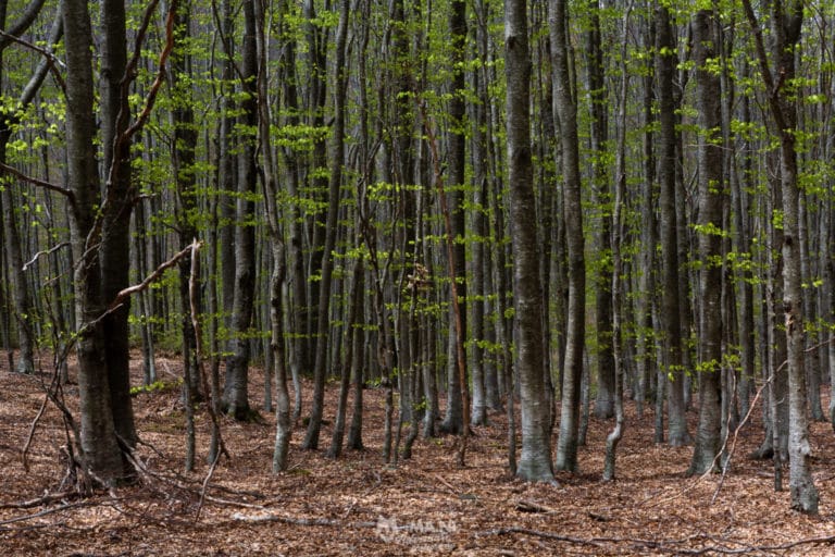 Il bosco della barba in primavera