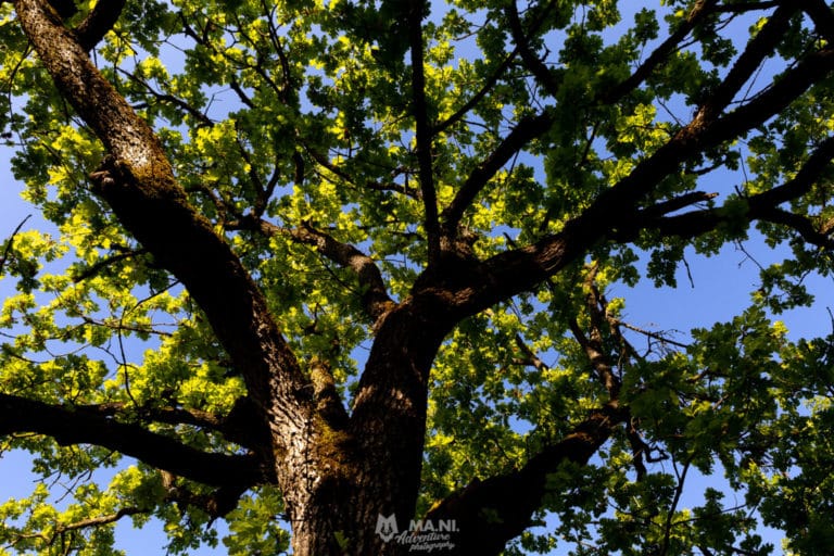 Le splendide ramificazioni di una quercia