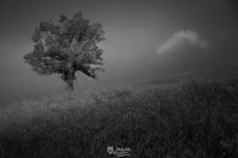 Gli alberi camminano