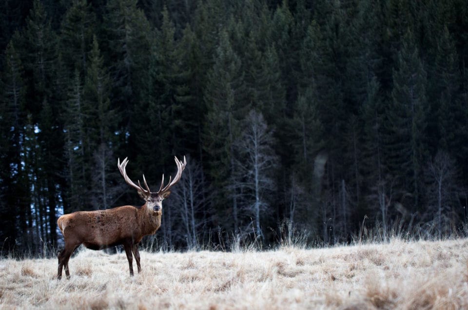 rewilding