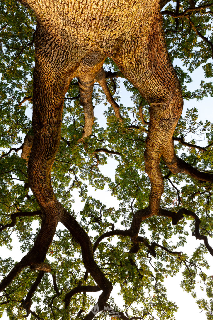 La grande quercia dal basso con i suoi rami
