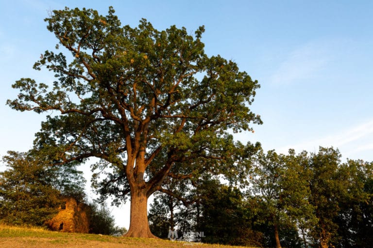 La grande quercia in tutto il suo sviluppo