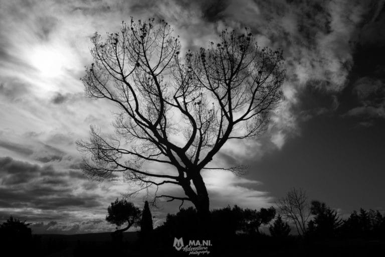 La bellezza di un albero spoglio