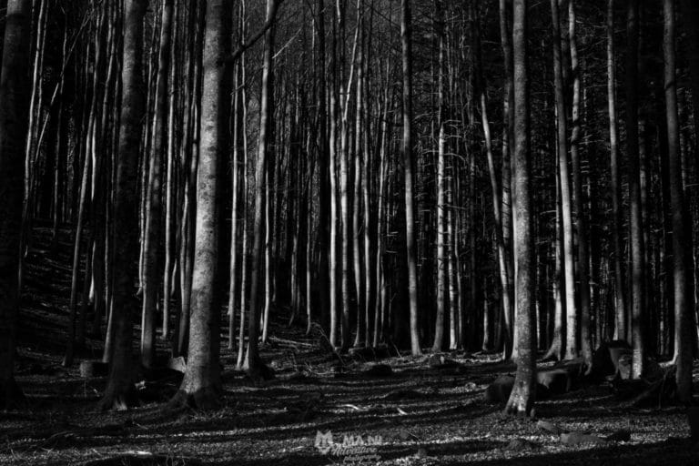 Gli alberi sono santuari