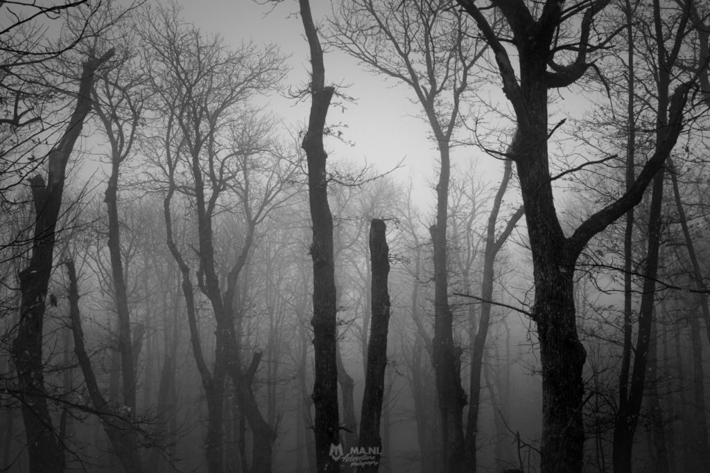 Il bosco del Poranceto avvolto dalle nebbie