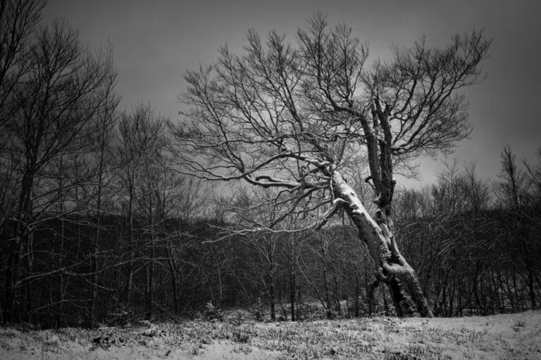 Zucchero velo sopra gli alberi