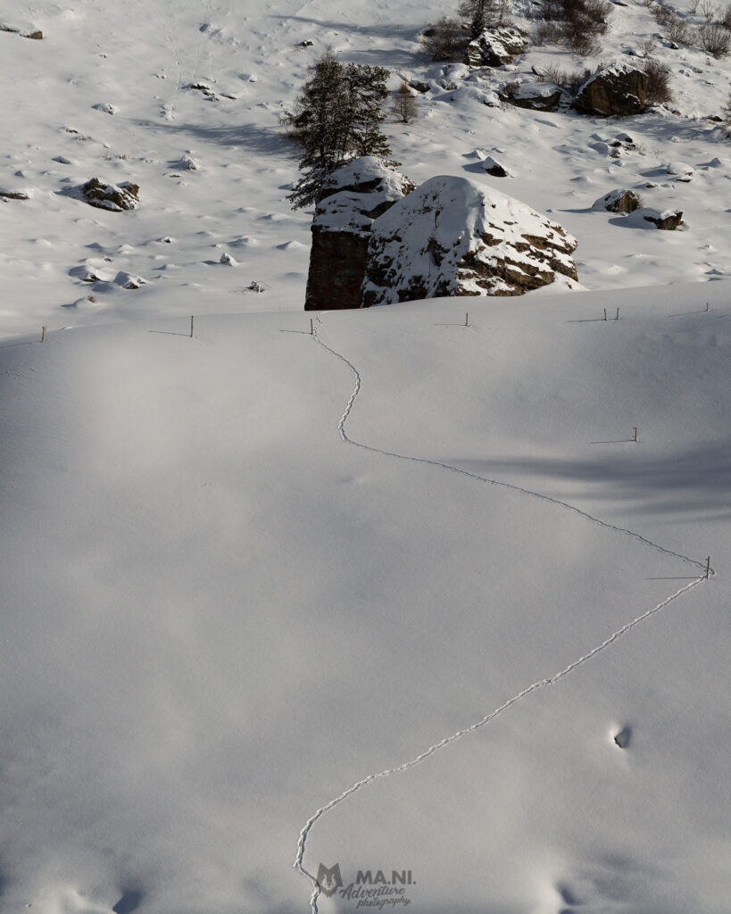 Queste tracce nella neve hanno qualcosa di magico