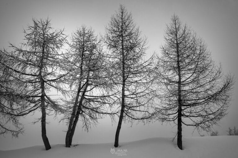 Abitare alberi