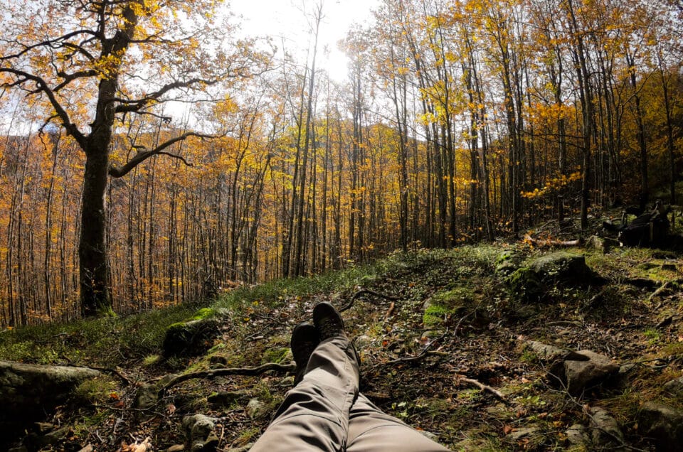 La meditazione del bosco