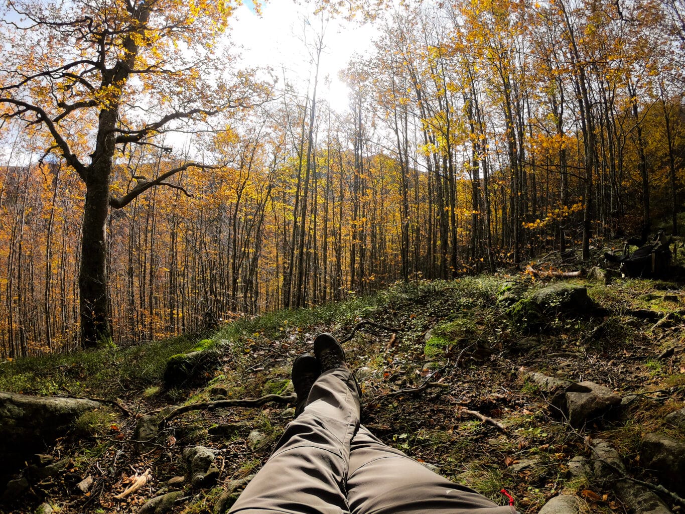 La meditazione del bosco