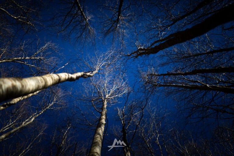C’è un fremito nel bosco