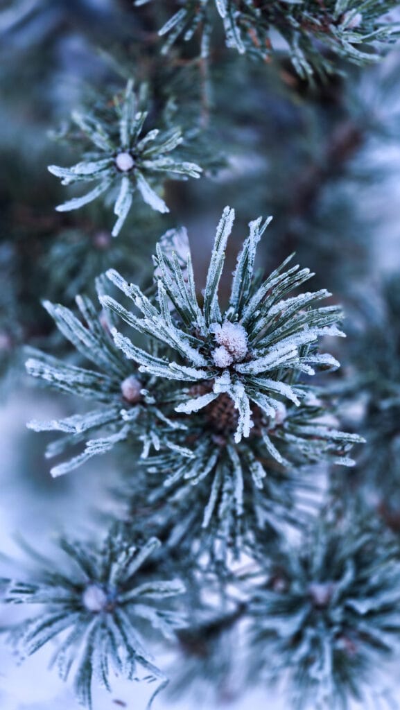 Fotografare in inverno è un ottimo esercizio di osservazione