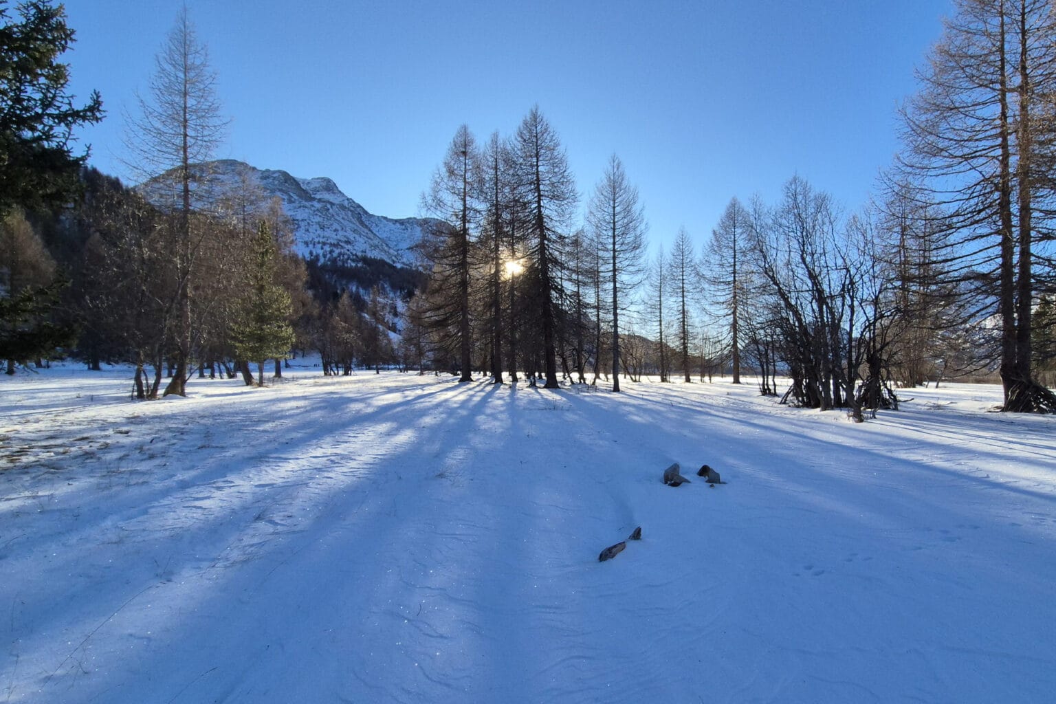 La quiete dei boschi invernali