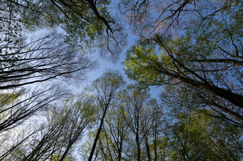 Alberi, forme, risonanze