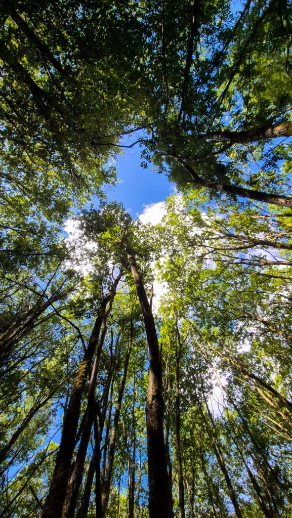 Un radura nel bosco