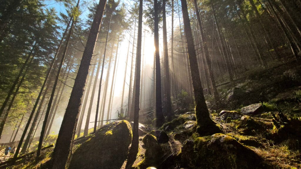 Camminare nel bosco: ascolto, attesa e rivelazione