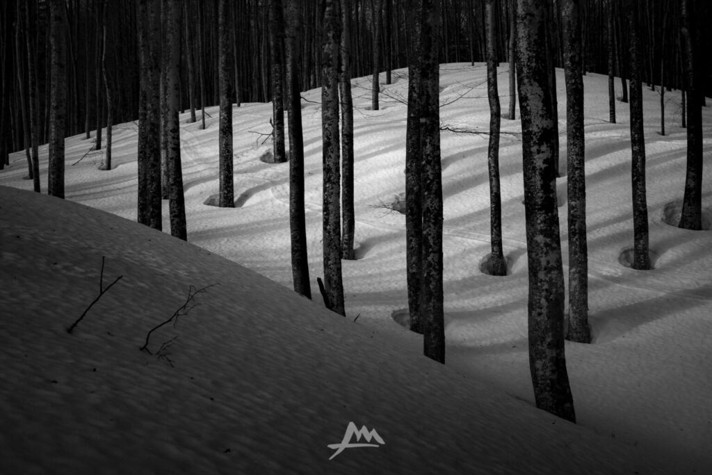 Leggere una fotografia di paesaggio invernale: pattern ripetuti di alberi e ritmo visivo