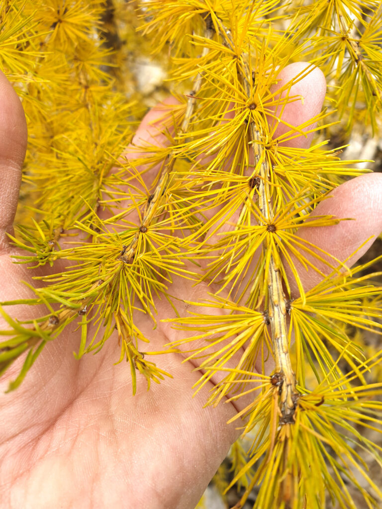 Dettaglio ravvicinato della mia mano che accarezza rami di larice in autunno