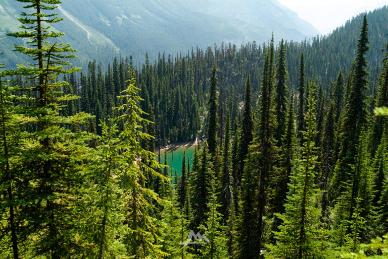 Sentiero nel bosco dello Yoho National Park, British Columbia, con luce diffusa tra gli abeti