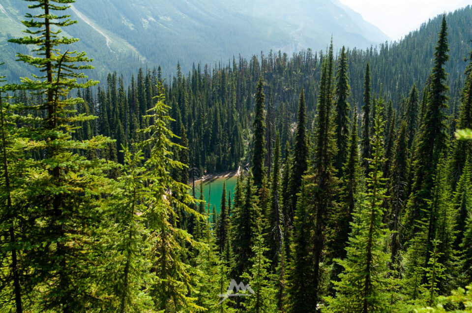 Sentiero nel bosco dello Yoho National Park, British Columbia, con luce diffusa tra gli abeti