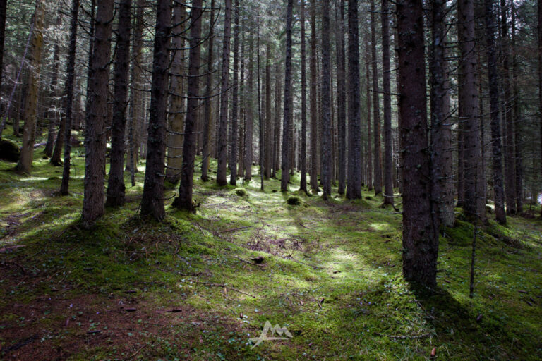 Sentiero che si inoltra in un bosco di abeti nelle Dolomiti, luce diffusa tra i tronchi.