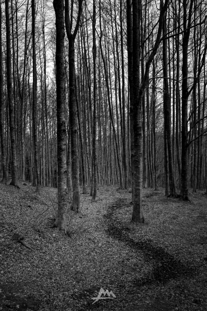 Sentiero che si addentra in un bosco con luce filtrata tra i rami