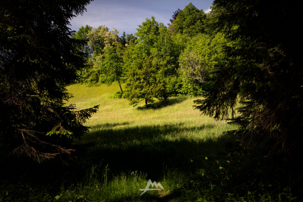 radura appennino estate erba alta confine bosco di faggi