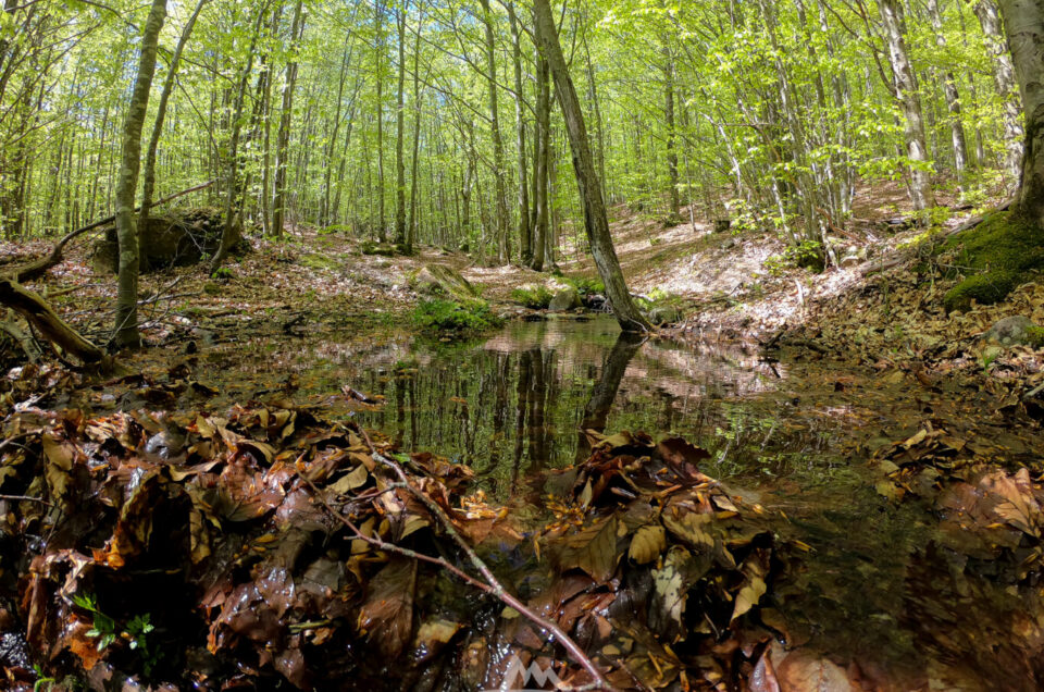 osco di faggi appennino estate sentiero che scompare tra i tronchi