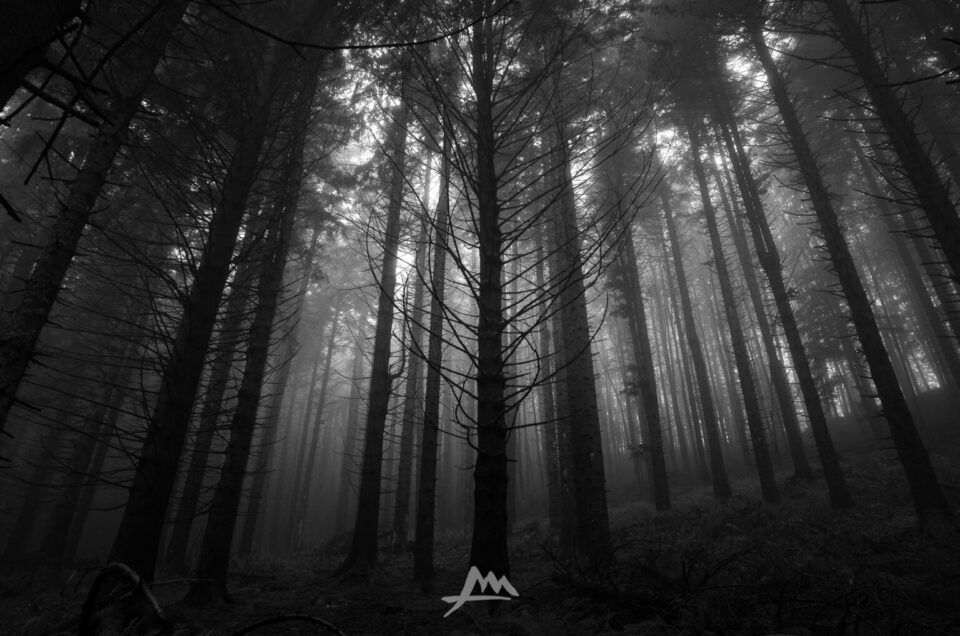 Bosco avvolto dalla nebbia, alberi che emergono dalla coltre bianca in una giornata d'autunno