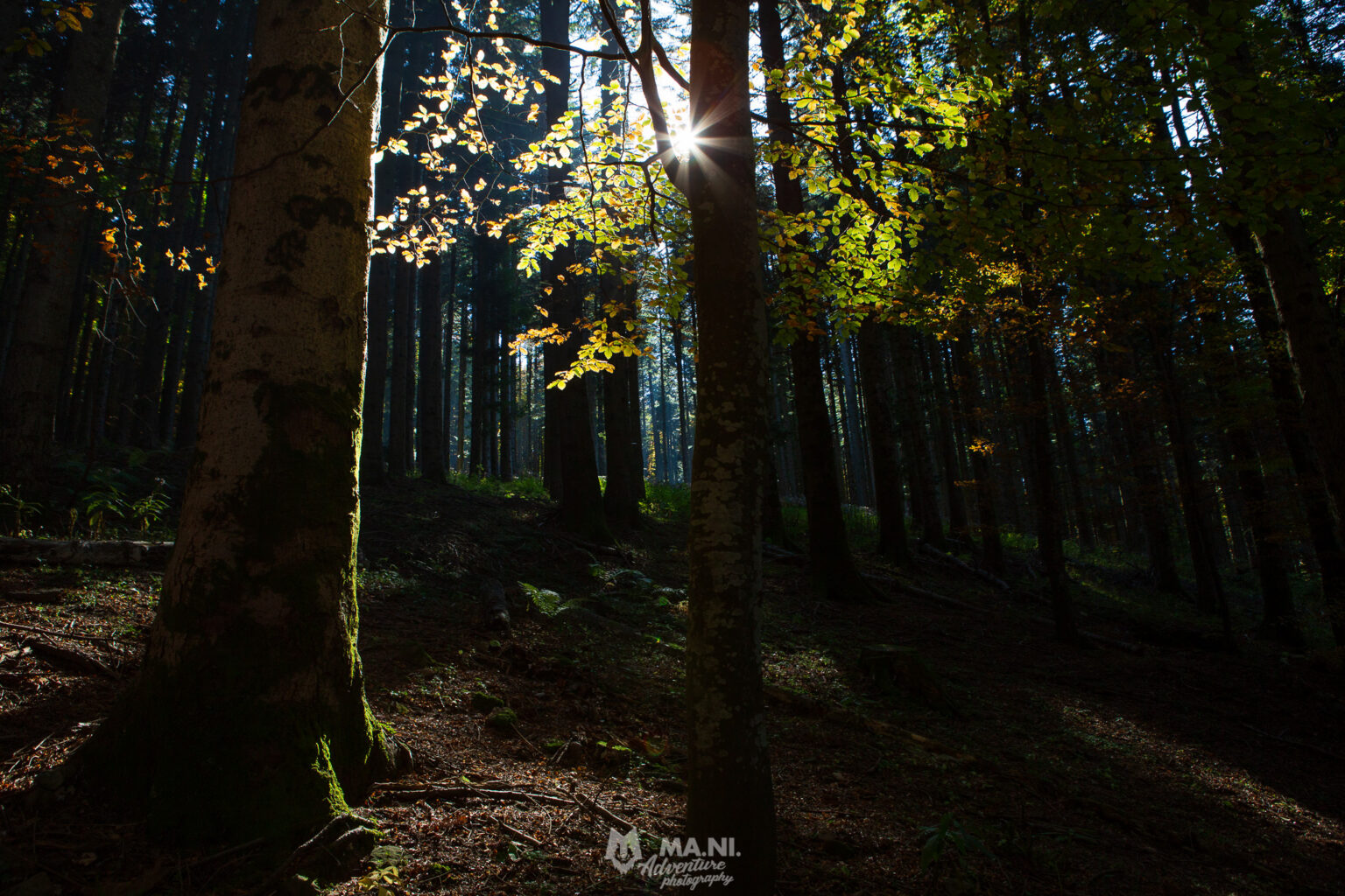 sentiero nell'Appennino con luce obliqua tra i faggi in autunno