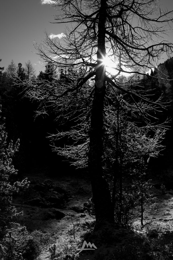 Albero controluce con rami che filtrano la luce del sole