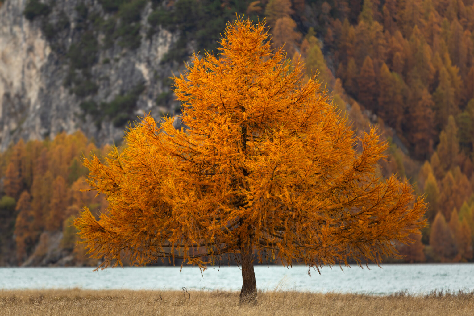 Isola — Il larice solitario - immagine 2