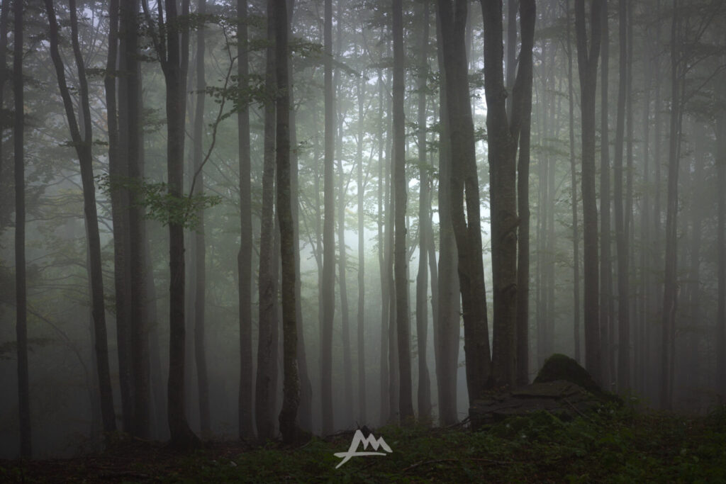 Raggio di luce che filtra tra nuvole basse aggrappate alle chiome degli alberi.