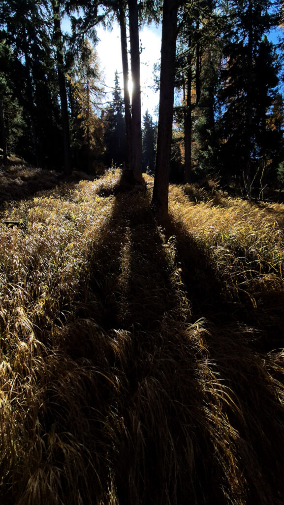 : Bosco di larici in autunno attraversato dalla luce radente del mattino