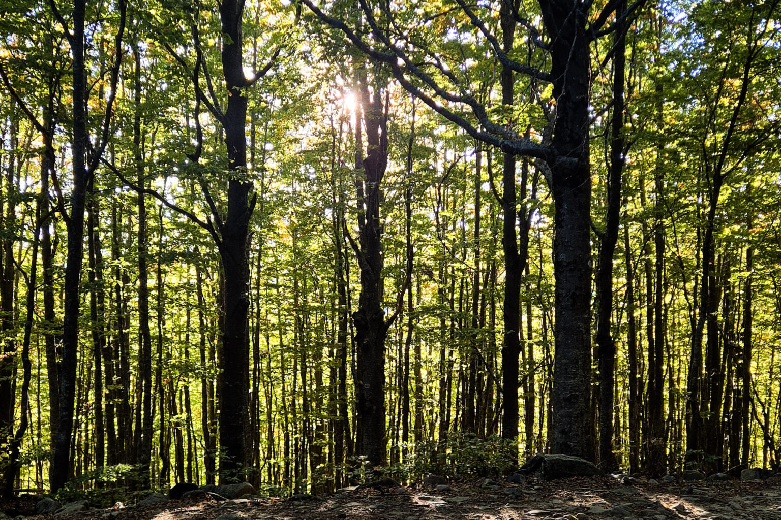 Faggeta in controluce con raggi di sole tra i tronchi e foglie ancora verdi a inizio ottobre