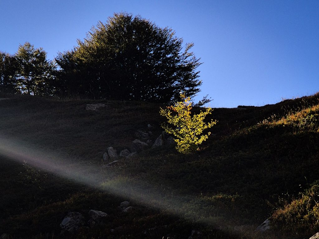 Piccolo faggio dalle foglie completamente gialle illuminato dal sole dell'alba, tra mirtilli rossi e ginepri