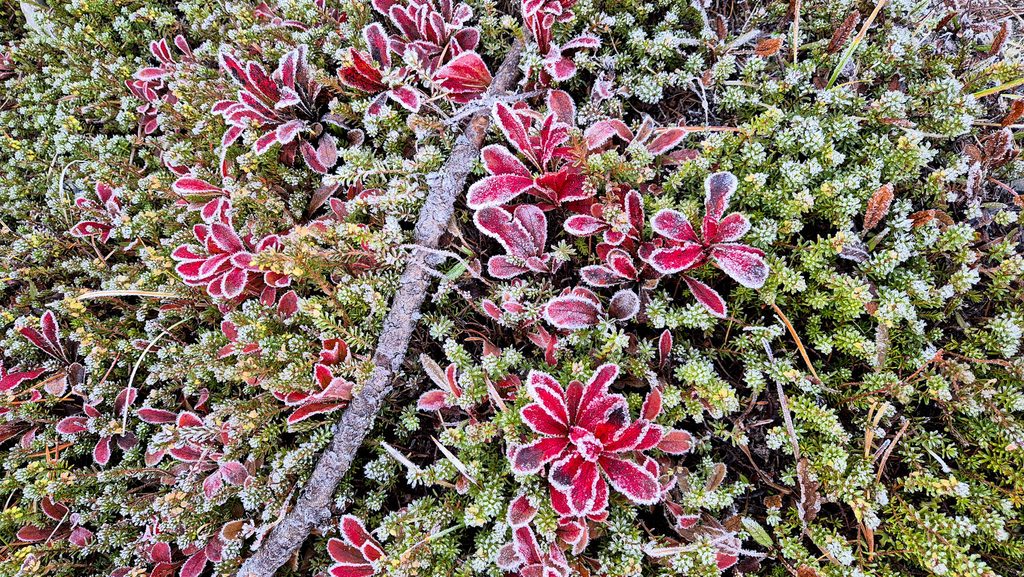 Brina sull’erba di un prato di montagna in una mattina d’ottobre